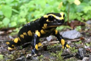 Salamander mögen es feucht