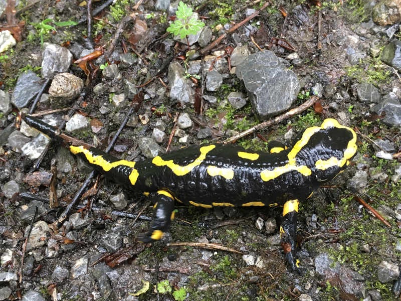 Feuersalamander